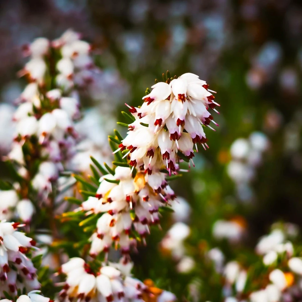 Bruyère D'hiver Darleyensis Silberschmelze/pot De 1,5l - 10/20 Cm 1 Bruyère D'hiver Darleyensis Silberschmelze/pot De 1,5l - 10/20 Cm