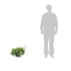 Faux Cyprès Pisifera Sungold/pot De 5l - 40/60 Cm -Jardalis Soldes Magasin 63ed4c190cca06.54404568