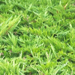 Genévrier Sabine Sabina Tamariscifolia/pot De 3l - 20/40 Cm