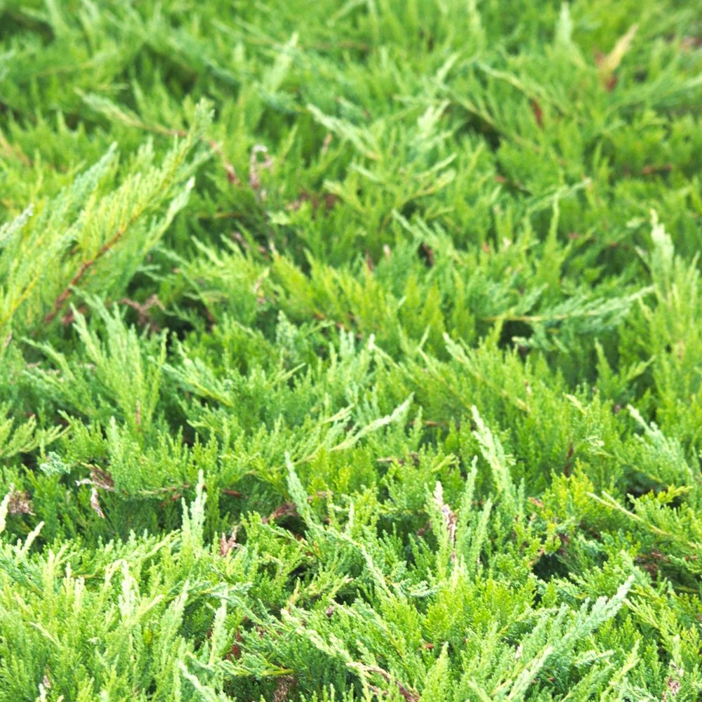 Genévrier Sabine Sabina Tamariscifolia/pot De 3l - 20/40 Cm 1 Genévrier Sabine Sabina Tamariscifolia/pot De 3l - 20/40 Cm