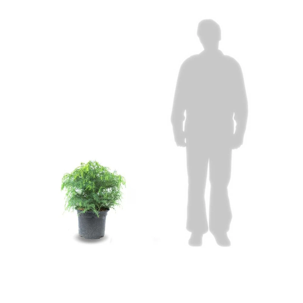 Cèdre Du Japon Japonica Globosa Nana/pot De 12l - 50/60 Cm 2 Cèdre Du Japon Japonica Globosa Nana/pot De 12l - 50/60 Cm – Image 2