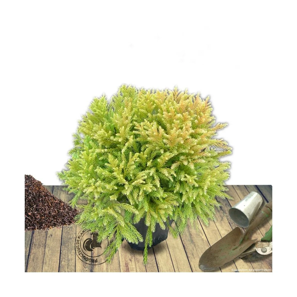 Cèdre Du Japon Japonica Globosa Nana/pot De 12l - 50/60 Cm 1 Cèdre Du Japon Japonica Globosa Nana/pot De 12l - 50/60 Cm