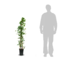 Clématite Armandii Snowdrift/pot De 6l - Tipi Bambou 90/150 Cm -Jardalis Soldes Magasin 63ed526f6af959.88319790