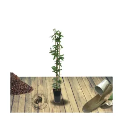 Passiflore Caerulea Purple Haze/pot De 1,5l - Tuteur Bambou 30/60 Cm -Jardalis Soldes Magasin 63efe61c735243.01798402