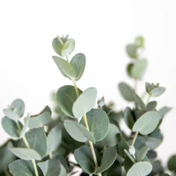 2x Eucalyptus Gunnii - Gommier - Arbuste - Persistant – ⌀17 Cm - ↕40-50 Cm -Jardalis Soldes Magasin 63f3b93fa1eaf6.27824930