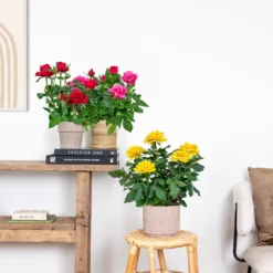 3x Mélange De Rosiers En Pot – Rosa – Patio & Plante D'intérieur – ⌀12cm – ↕20-30cm 7 3x Mélange De Rosiers En Pot – Rosa – Patio & Plante D'intérieur – ⌀12cm – ↕20-30cm -Jardalis Soldes Magasin 63f3b946bd22a2.84993476