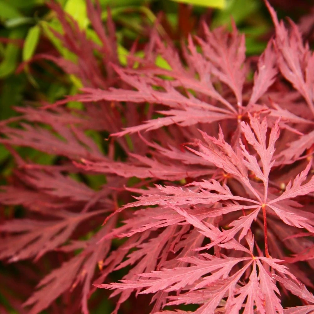 Érable Palmé Palmatum Deshojo/pot De 4l - 40/60 Cm 1 Érable Palmé Palmatum Deshojo/pot De 4l - 40/60 Cm
