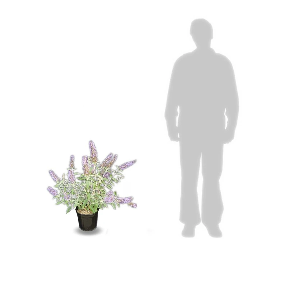 Arbre Aux Papillons Davidii Lochinch/pot De 7,5l - 60/80 Cm 3 Arbre Aux Papillons Davidii Lochinch/pot De 7,5l - 60/80 Cm – Image 3