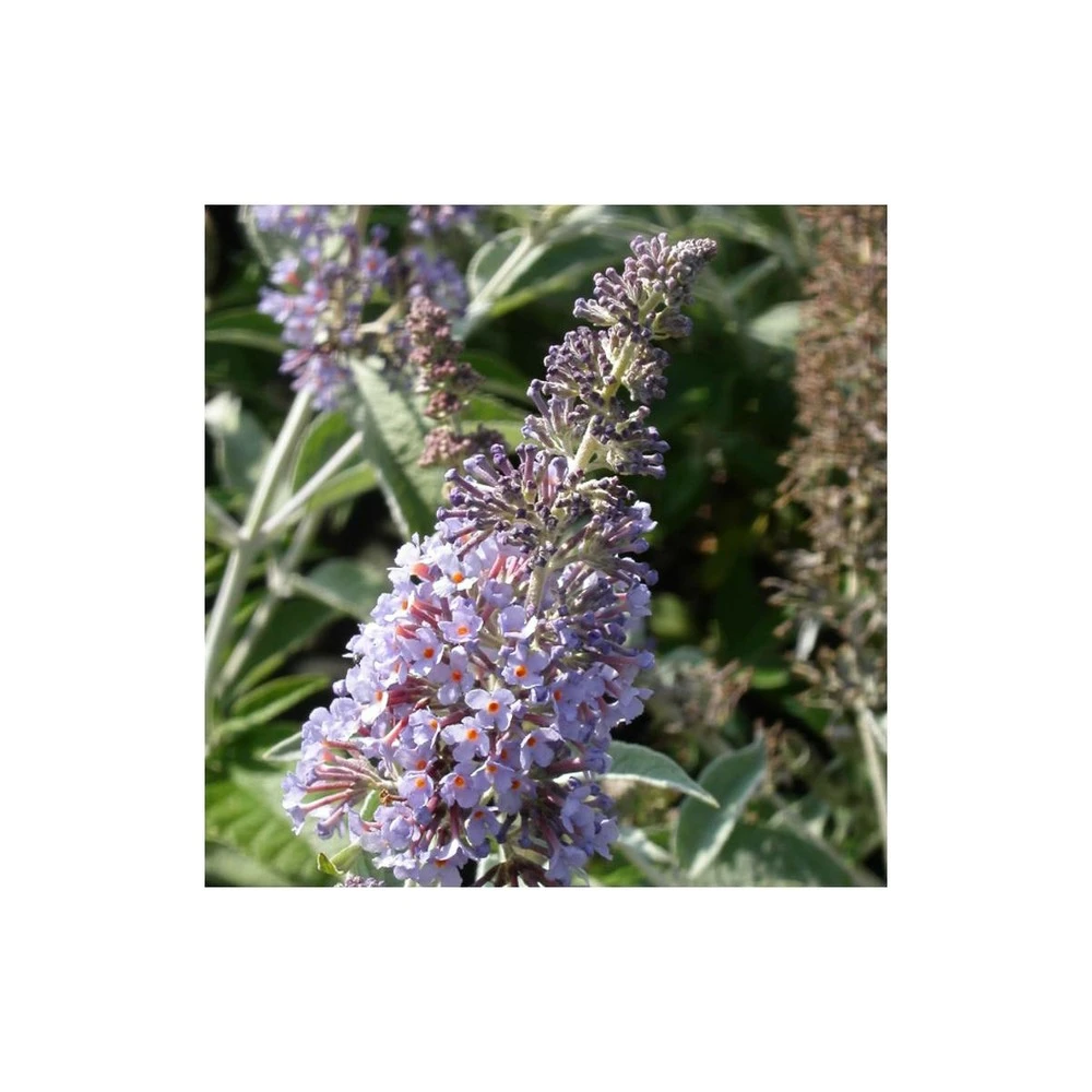 Arbre Aux Papillons Davidii Lochinch/pot De 7,5l - 60/80 Cm 1 Arbre Aux Papillons Davidii Lochinch/pot De 7,5l - 60/80 Cm