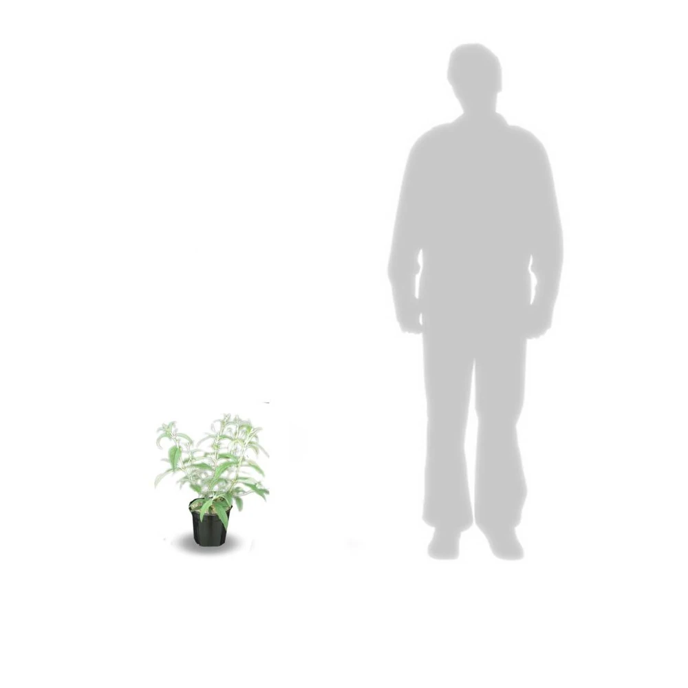 Arbre Aux Papillons Davidii Pink Delight/pot De 4l - 40/60 Cm 3 Arbre Aux Papillons Davidii Pink Delight/pot De 4l - 40/60 Cm – Image 3