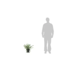 Ceanothe Delilianus Gloire De Versailles/pot De 7,5l - 40/60 Cm -Jardalis Soldes Magasin 63f4ba249eb851.10269201