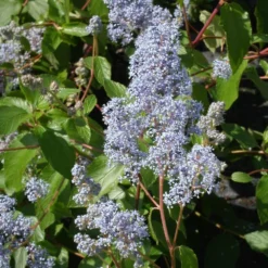 Ceanothe Delilianus Gloire De Versailles/pot De 7,5l - 40/60 Cm