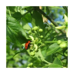 Fusain D'europe Europaeus/pot De 3l - 40/60 Cm 7 Fusain D'europe Europaeus/pot De 3l - 40/60 Cm -Jardalis Soldes Magasin 63f4ba42a1b922.67424336