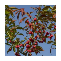 Fusain D'europe Europaeus/pot De 3l - 40/60 Cm 6 Fusain D'europe Europaeus/pot De 3l - 40/60 Cm -Jardalis Soldes Magasin 63f4ba42a54d26.48055387