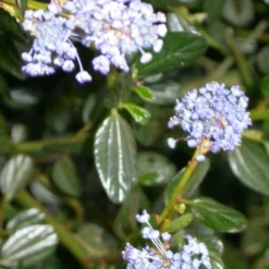 Ceanothe Thyrsiflorus Var. Repens/pot De 7,5l - 40/60 Cm