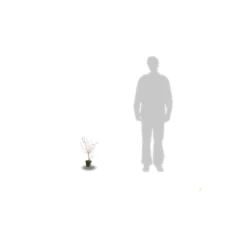 Cornouiller Soyeux Stolonifera Kelsey/pot De 4l - 40/60 Cm -Jardalis Soldes Magasin 63f4ba6c4579c5.36459365