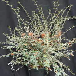 Cotoneaster Franchetti/pot De 7,5l - 60/80 Cm