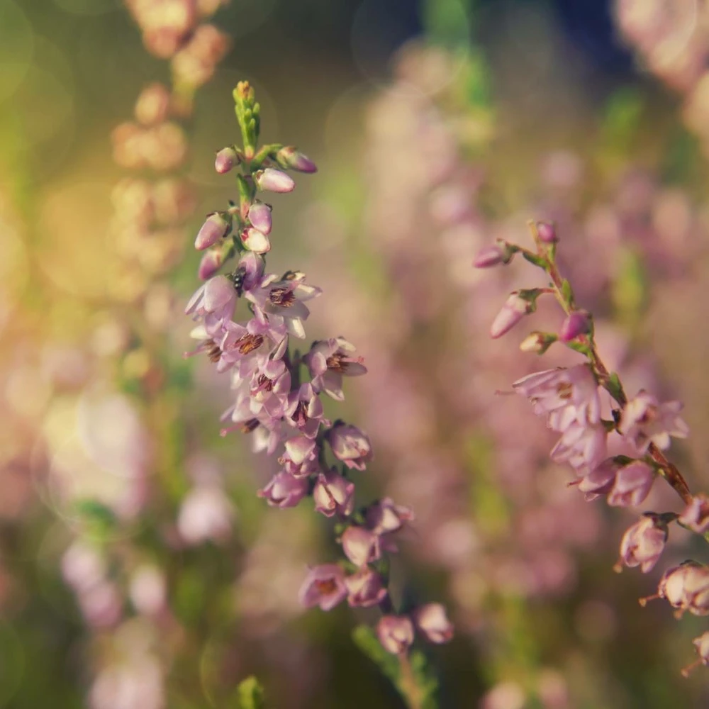 Bruyère D'été Vulgaris Winter Chocolate/pot De 3l - 20/40 Cm 1 Bruyère D'été Vulgaris Winter Chocolate/pot De 3l - 20/40 Cm