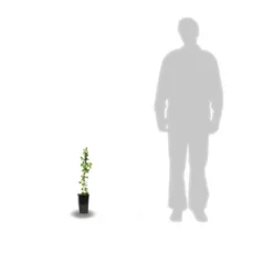 Clématite Montana Wilsonii/pot De 1,5l 5 Clématite Montana Wilsonii/pot De 1,5l -Jardalis Soldes Magasin 63f4c9cb2dfec9.68683591