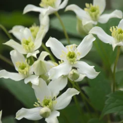 Clématite Montana Wilsonii/pot De 1,5l