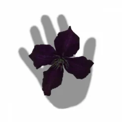 Clématite Viticella Dark Eyes/pot De 3l - Echelle Bambou 60/120 Cm 7 Clématite Viticella Dark Eyes/pot De 3l - Echelle Bambou 60/120 Cm -Jardalis Soldes Magasin 63f4cd7fd164a2.29375399