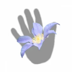 Clématite Integrifolia Blue River® 'zoblueriver'/pot De 3l - Echelle Bambou 60/120 Cm -Jardalis Soldes Magasin 63f4cebbd865d8.12957379