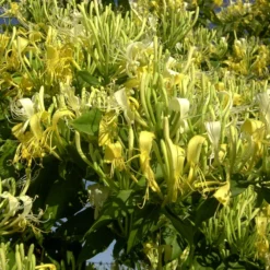 Chèvrefeuille Similis Var. Delavayi/pot De 1,5l - Tuteur Bambou 30/60 Cm