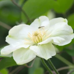 Clématite Guernsey Cream/pot De 3l - Echelle Bambou 60/120 Cm