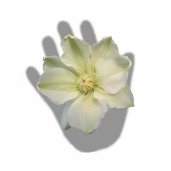 Clématite Guernsey Cream/pot De 3l - Echelle Bambou 60/120 Cm -Jardalis Soldes Magasin 63f4ced88baef3.65976902