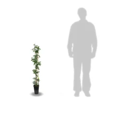 Passiflore Caerulea/pot De 3l - Echelle Bambou 60/120 Cm -Jardalis Soldes Magasin 63f4cf412a9e74.46079623