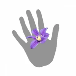 Clématite Integrifolia Arabella/pot De 3l - Echelle Bambou 60/120 Cm 7 Clématite Integrifolia Arabella/pot De 3l - Echelle Bambou 60/120 Cm -Jardalis Soldes Magasin 63f4cf562b4c53.53611809