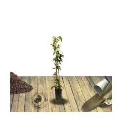 Clématite Armandii Enham Star/pot De 3l - Echelle Bambou 60/120 Cm -Jardalis Soldes Magasin 63f4cf57d6a260.15793300