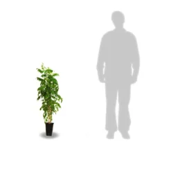 Glycine Du Japon Floribunda Alba/pot De 3l - Echelle Bambou 60/120 Cm 5 Glycine Du Japon Floribunda Alba/pot De 3l - Echelle Bambou 60/120 Cm -Jardalis Soldes Magasin 63f4cf8f106217.36862265