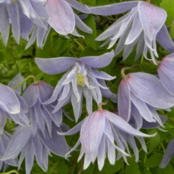 Clématite Macropetala/pot De 3l - Echelle Bambou 60/120 Cm