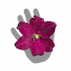 Clématite Niobe/pot De 3l - Echelle Bambou 60/120 Cm 7 Clématite Niobe/pot De 3l - Echelle Bambou 60/120 Cm -Jardalis Soldes Magasin 63f4cfc92b9b23.91620428