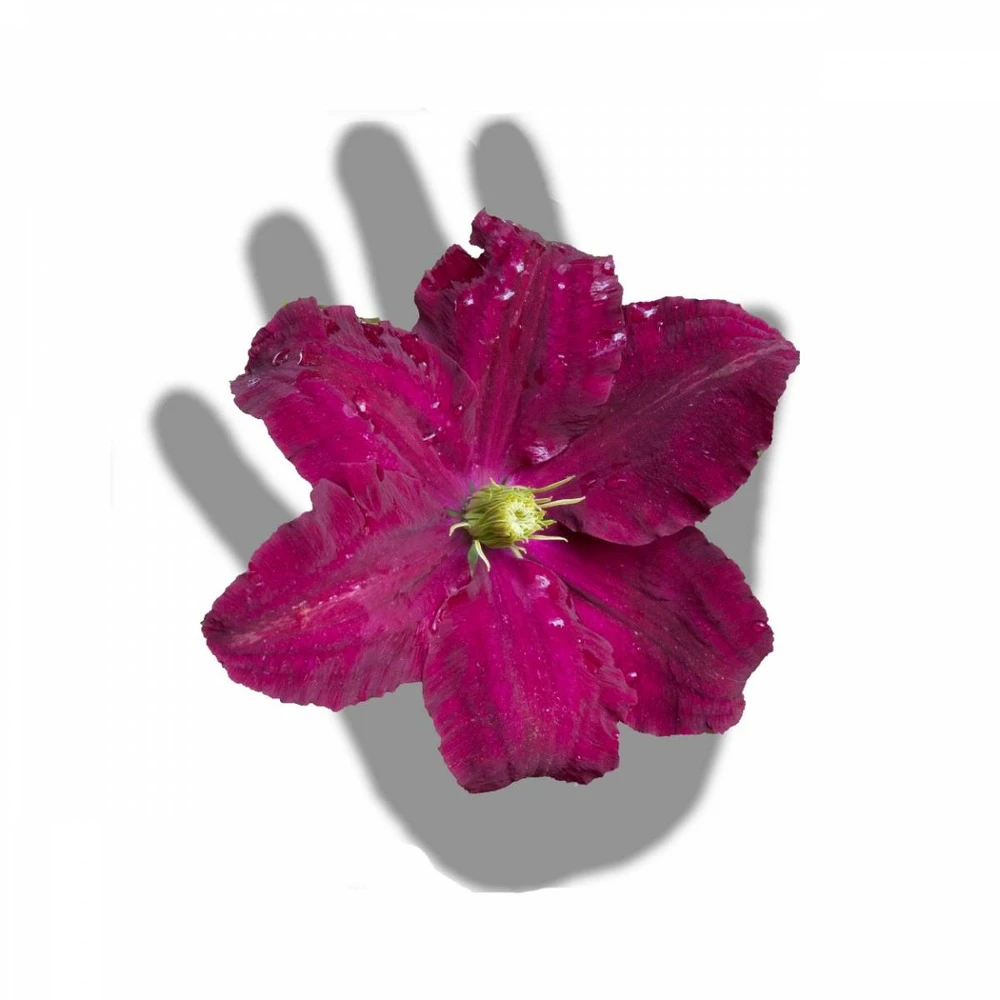 Clématite Niobe/pot De 3l - Echelle Bambou 60/120 Cm 4 Clématite Niobe/pot De 3l - Echelle Bambou 60/120 Cm – Image 4