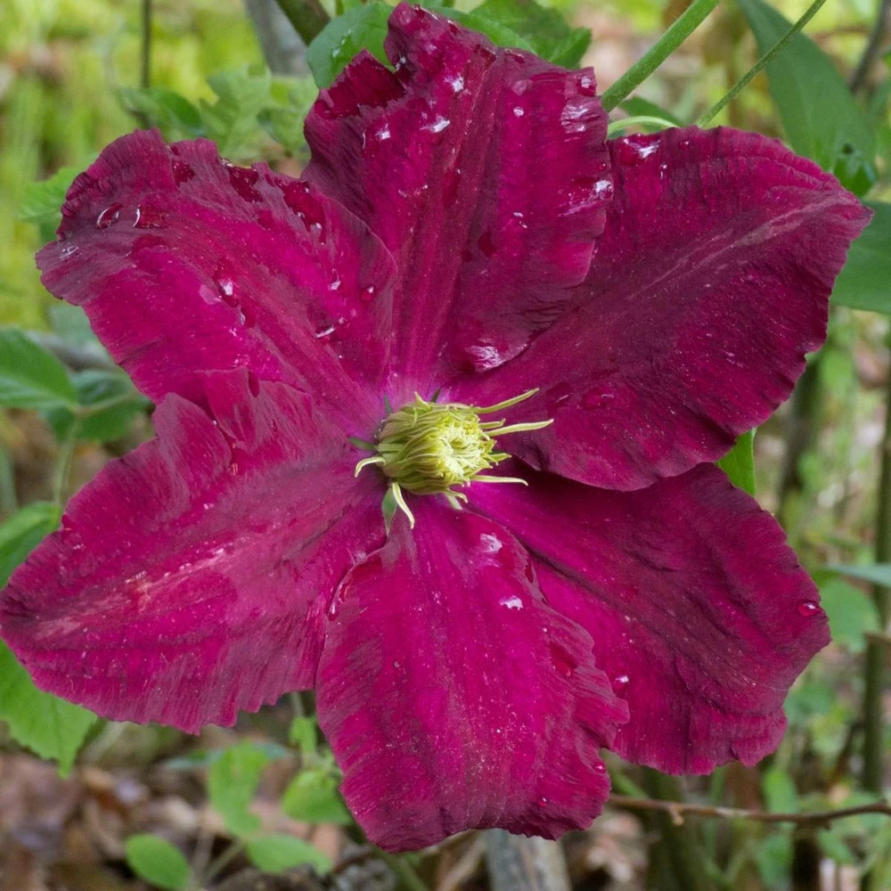 Clématite Niobe/pot De 3l - Echelle Bambou 60/120 Cm 1 Clématite Niobe/pot De 3l - Echelle Bambou 60/120 Cm