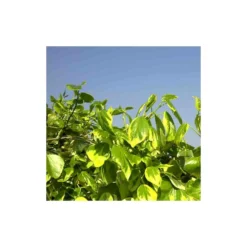 Lierre Des Colchide Colchica Dentata Variegata/pot De 3l - Echelle Bambou 60/120 Cm 7 Lierre Des Colchide Colchica Dentata Variegata/pot De 3l - Echelle Bambou 60/120 Cm -Jardalis Soldes Magasin 63f4cfeaeaa613.37860565