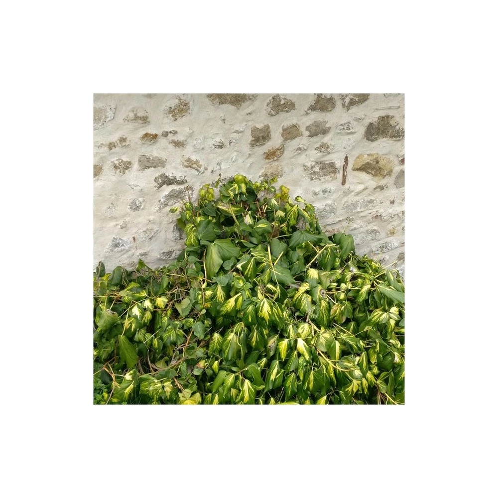 Lierre Des Colchide Colchica Dentata Variegata/pot De 3l - Echelle Bambou 60/120 Cm 3 Lierre Des Colchide Colchica Dentata Variegata/pot De 3l - Echelle Bambou 60/120 Cm – Image 3