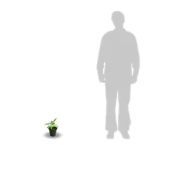 Clématite Florida Cassis™ 'evipo020'/pot De 1,5l - Tuteur Bambou 30/60 Cm -Jardalis Soldes Magasin 63f4d0024fcf41.91234118