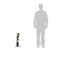 Chèvrefeuille Japonica Hall's Prolific/pot De 1,5l - Tuteur Bambou 30/60 Cm -Jardalis Soldes Magasin 63f4d010891aa4.12503587