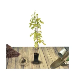 Glycine De Chine Sinensis/pot De 3l - Echelle Bambou 60/120 Cm -Jardalis Soldes Magasin 63f4d035d564f8.67567216