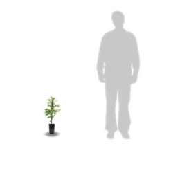 Bignone Radicans Yellow Trumpet/pot De 1l - Tuteur 60 Cm -Jardalis Soldes Magasin 63f4d040d39796.76035925