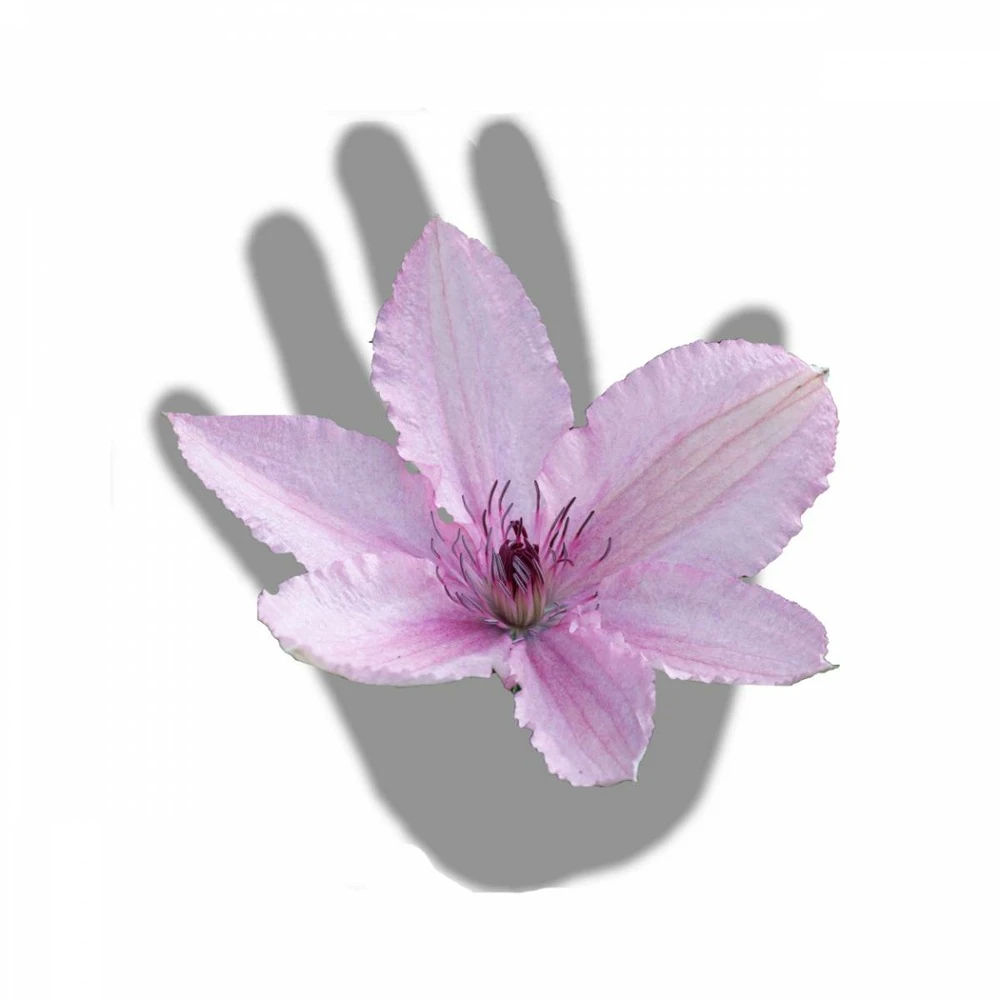 Clématite Hagley Hybrid/pot De 3l - Echelle Bambou 60/120 Cm 4 Clématite Hagley Hybrid/pot De 3l - Echelle Bambou 60/120 Cm – Image 4