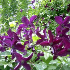 Clématite Viticella Black Prince/pot De 2l