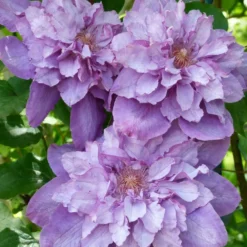 Clématite Vyvyan Pennell/pot De 1,5l - Tuteur Bambou 30/60 Cm -Jardalis Soldes Magasin 63f4d0720a9112.98823519