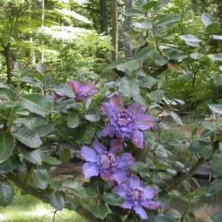 Clématite Vyvyan Pennell/pot De 1,5l - Tuteur Bambou 30/60 Cm -Jardalis Soldes Magasin 63f4d0721bf9f5.16034728