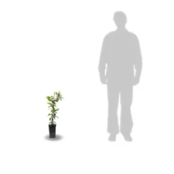 Clématite Integrifolia Inspiration® 'zoin'/pot De 1,5l - Tuteur Bambou 30/60 Cm 5 Clématite Integrifolia Inspiration® 'zoin'/pot De 1,5l - Tuteur Bambou 30/60 Cm -Jardalis Soldes Magasin 63f4d0935a45c6.56904883