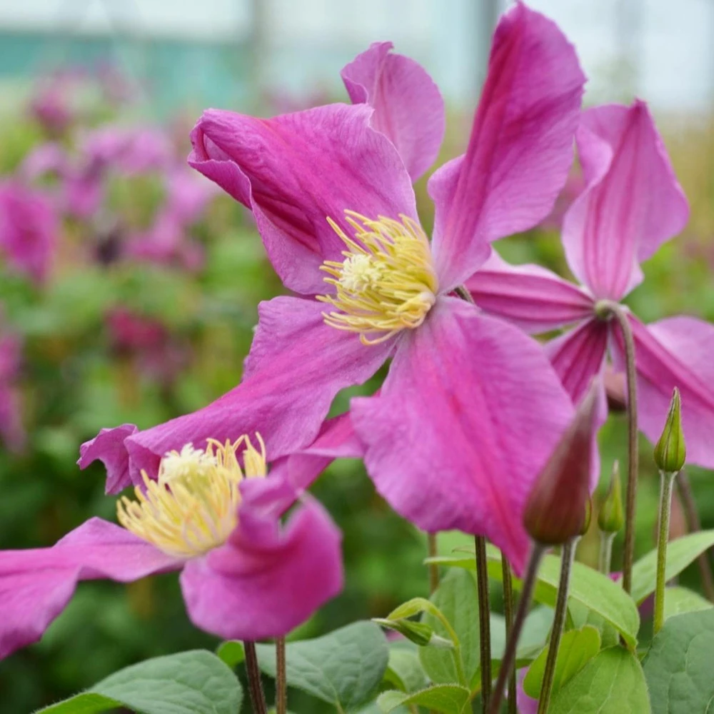 Clématite Integrifolia Inspiration® 'zoin'/pot De 1,5l - Tuteur Bambou 30/60 Cm 1 Clématite Integrifolia Inspiration® 'zoin'/pot De 1,5l - Tuteur Bambou 30/60 Cm