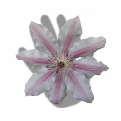 Clématite Nelly Moser/pot De 3l - Echelle Bambou 60/120 Cm -Jardalis Soldes Magasin 63f4d0a8b59644.83287432